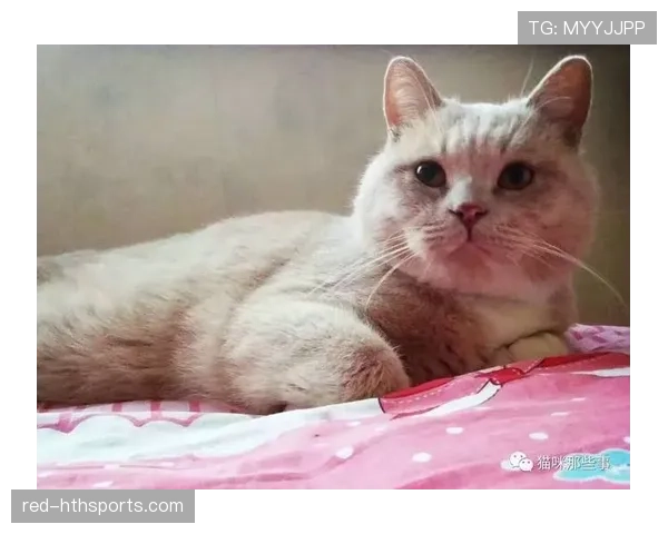 王燊超赛场上铁血硬汉，私下竟然爱养一堆猫？笑死我了！